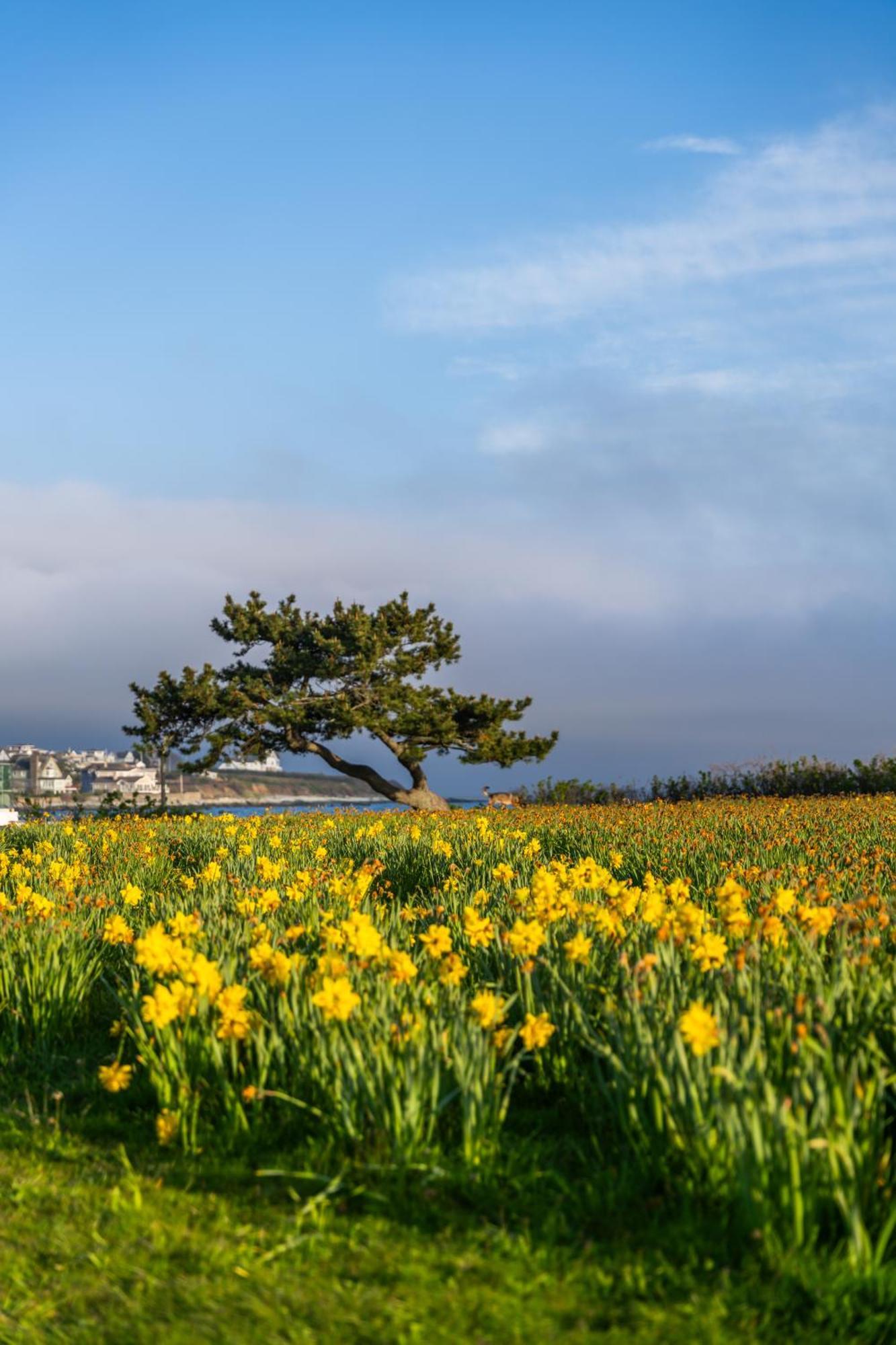 Newport Beach Hotel & Suites Middletown Esterno foto